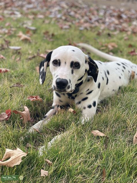 Akc Female Dalmatian Stud Dog In Tennessee Thailand Breed Your Dog