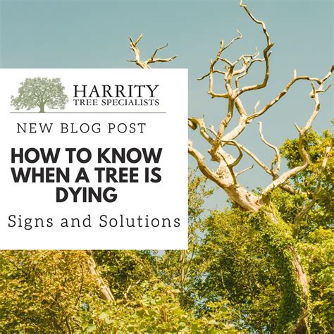 How To Know When A Tree Is Dying Signs And Solutions