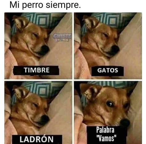 Por Que Eres Ais Firulais Perros Mascotas Memesmascotas Memesperros