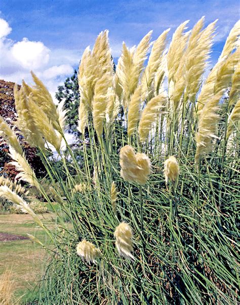 Cortaderia Selloana Sunningdale Silver Hohes Pampasgras Sunningdale