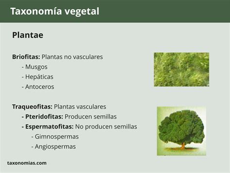 Taxonomia De Las Plantas