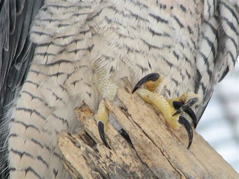 Textures A Crop To Show The Peregrine Falcons Talons More Flickr