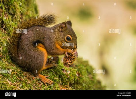 Chickaree, aka Douglas Squirrel, Tamiasciurus douglasii, feeding on ...