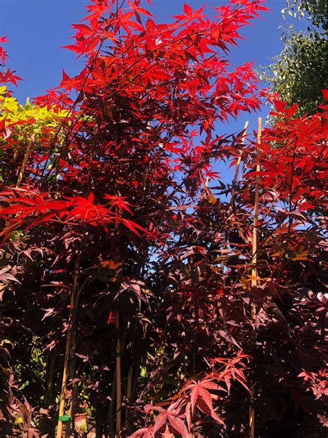 Acer 'Purple Japanese Maple' — Rockbank Nursery