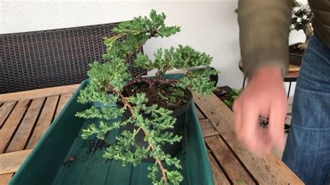 How To Create A Juniper Bonsai For Cheap Absolute Best Conifer Bonsai For Cascade Style Youtube