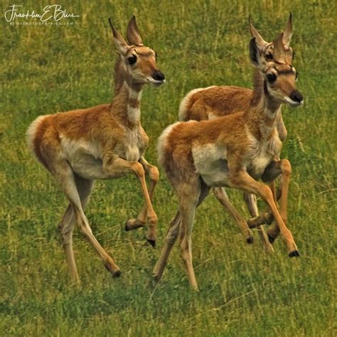 Three Running Pronghorn Fawns Bliss Photographics Pronghorn