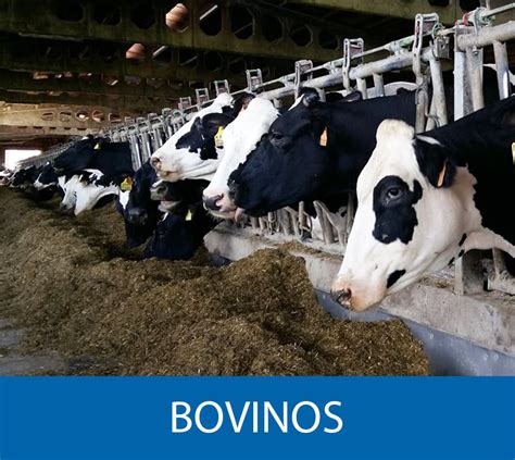 Cdv Srl Soluciones Agropecuarias Equipamiento Agropecuario