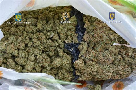 27 de kilograme de cannabis descoperite de polițiști Politia de