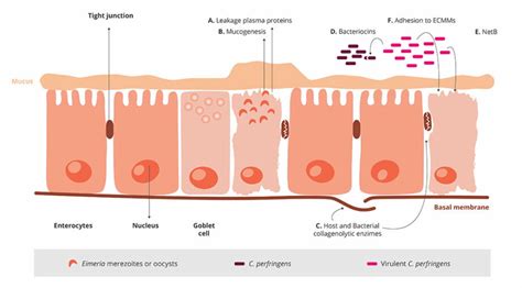 Necrotic Enteritis The Complete Overview Ew Nutrition