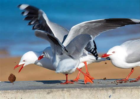 Seagull Behavior - AnimalBehaviorCorner