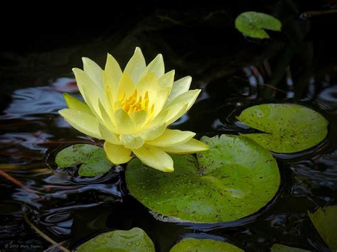 Lily Pad Flower