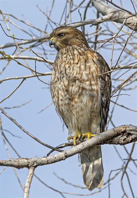 Young Hawk Photograph by Loree Johnson