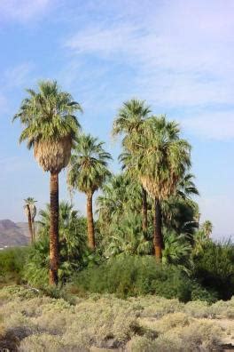 California Fan Palm 10 Seeds - Washingtonia - Hirt's Gardens