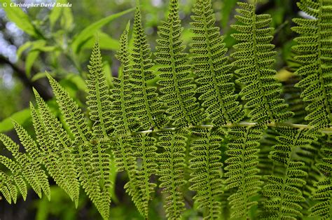 Athyrium filix-femina | Illinois Botanizer