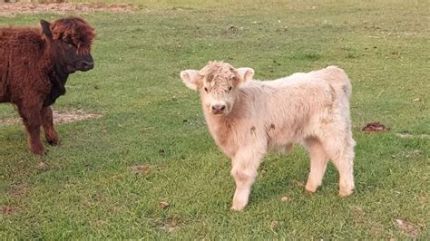 Silver Highland Bull Calf | Livestock | Winnipeg | Kijiji