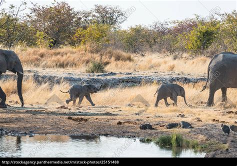 Zwei Kleine Elefanten An Der Wasserstelle Lizenzfreies Foto