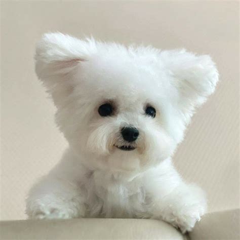 Bichon Frise Haircuts Top 22 Styles To Try Them Out Now The Goody Pet