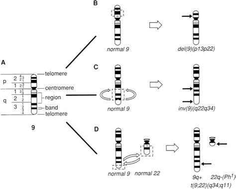 Hematologic Cancer Advances In Understanding Genetic Changes In