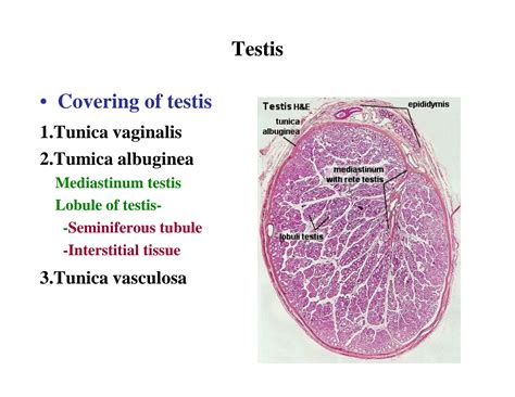 Solution Male Reproductive System Compatibility Mode Studypool