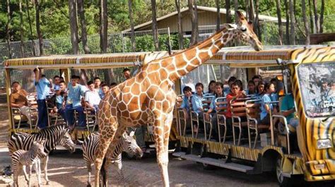 Chiang Mai Night Safari: Exotic Wildlife Park | Olsen Tours