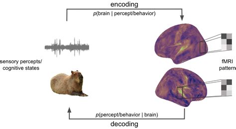 Welcome Introduction To Brain Decoding Encoding In FMRI