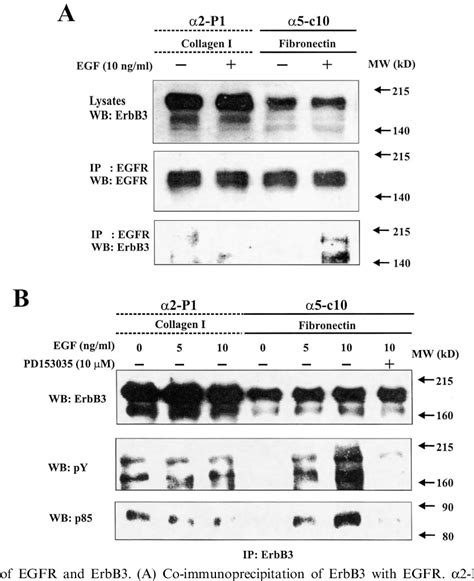 Figure From The K L Integrin Selectively Enhances Epidermal