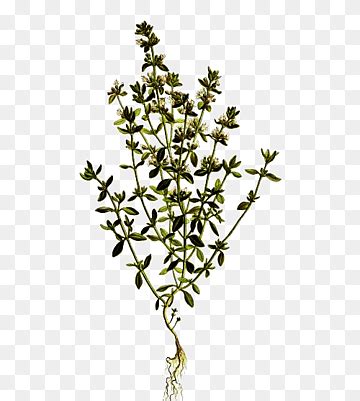 Thyme Png Images PNGWing