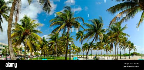 Palm Trees, South Beach, Miami, Florida, USA Stock Photo: 56034433 - Alamy