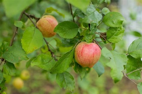 Las Manzanas Rojas Crecen En Una Rama Entre El Follaje Verde Manzanas