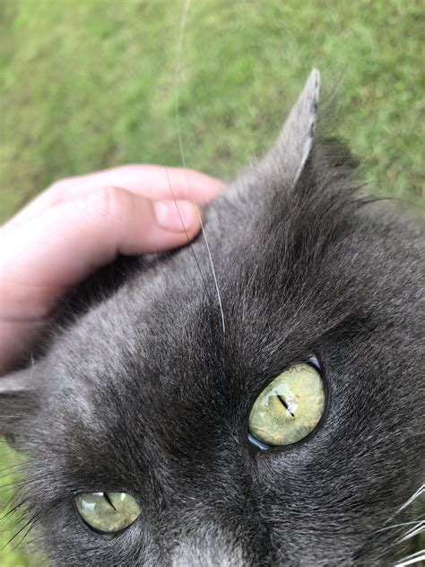 cats eye movie 9