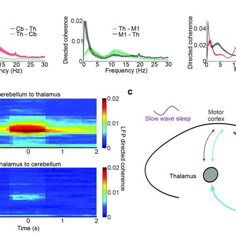 Cerebellar M1 Interactions During Sleep Spindles A Directed