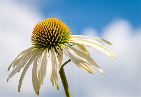 Flower Echinacea, Floral Free Stock Photo - Public Domain Pictures