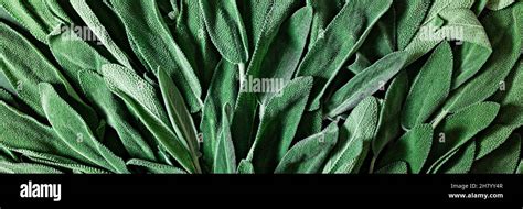 Background From Fresh Sage Or Salvia Officinalis Leaves Use Of