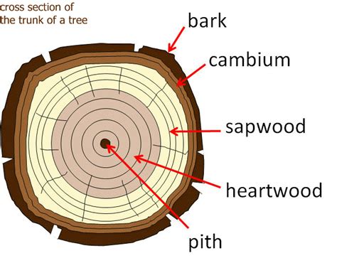 Tree Structure Diagram