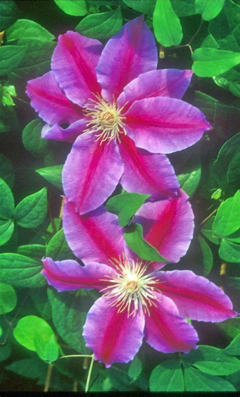 Clematis Dr Ruppel Pre Order For Spring From Leo Berbee Bulb