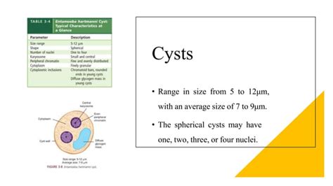 Non Pathogenic Amoeba Protozoa In The Ameba Group Inhabit Human Gastrointestinal Tract Pptx Ppt