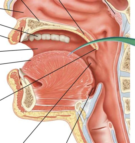 Chapter 8 Medical Terminology Study Information Diagram Quizlet