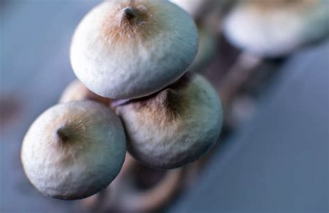 Hombre Se Inyecta Hongos Alucin Genos Sufre Falla Org Nica Cuando