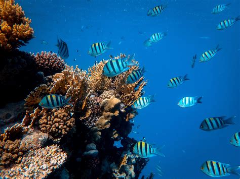 Our 2022 Impact Protecting Coral Reefs That Can Adapt To Climate