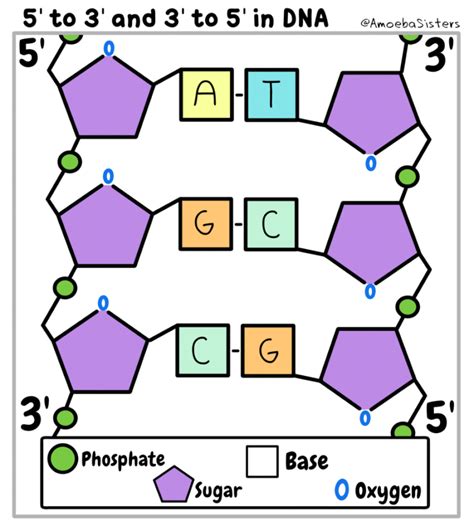 Amoeba Sisters Dna Chromosomes Worksheet