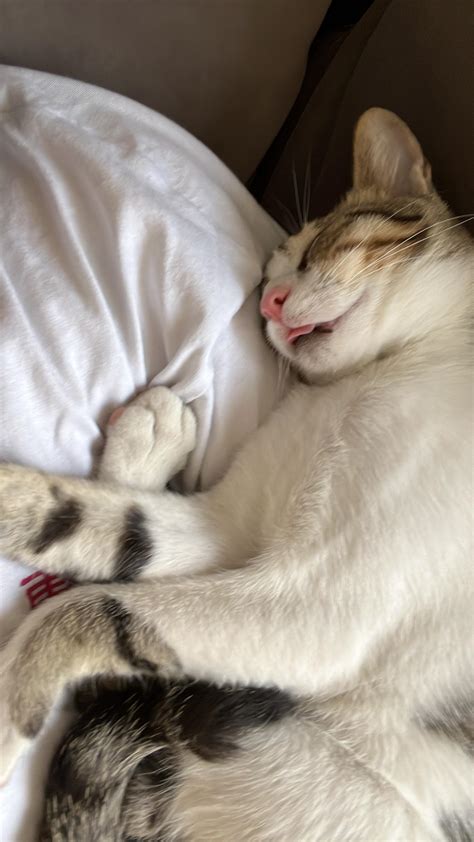 Happy Cat Sleeping Aww