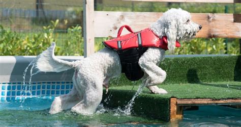 Can Poodle Swim Discover The Surprising Truth About Poodles Swimming