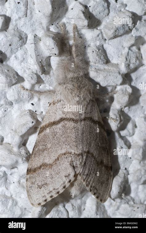 The Miller moth Stock Photo - Alamy