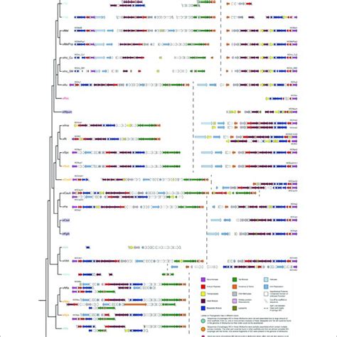 Genomic Structures Of The Three Cryptic Wo Prophages In Wolbachia