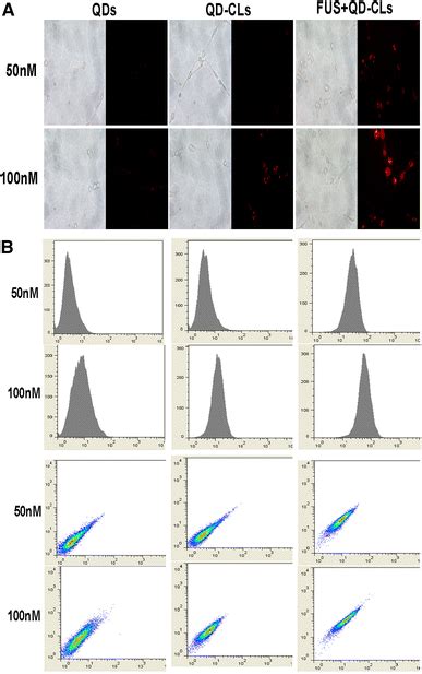 Enhancement Effects Of Fus On Qd Cls Cellular Uptake A Fluorescent