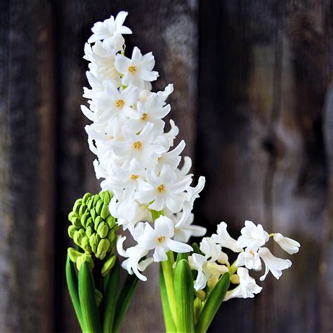 Gorgeous White Hyacinth Bulbs For Sale Online | White Pearl – Easy To ...