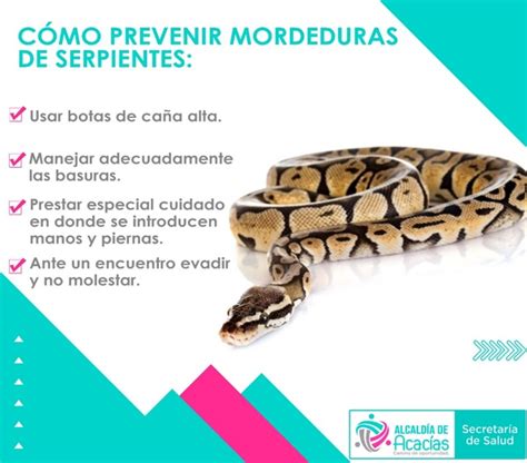 C Mo Prevenir Y Qu Hacer En Caso De Una Picadura De Serpiente