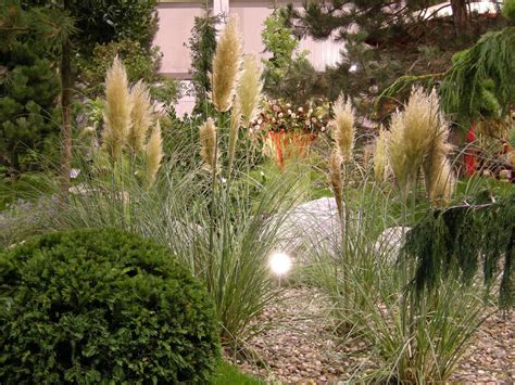 Garten Navi Kleines Pampasgras Cortaderia Selloana Pumila