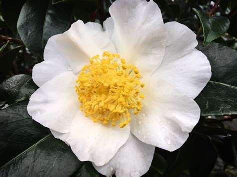 Silver Waves Camellias For Sale Online The Tree Center