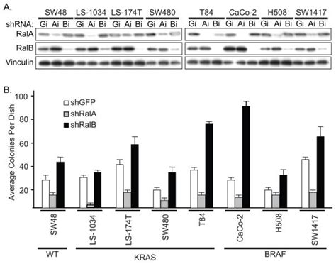 Activation And Involvement Of Ral GTPases In Colorectal Cancer